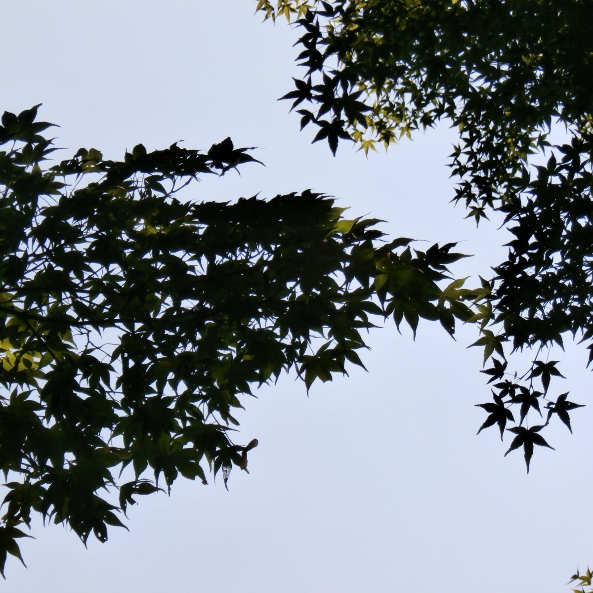 Japan 2013: Day 5 –&nbsp;Tokyo