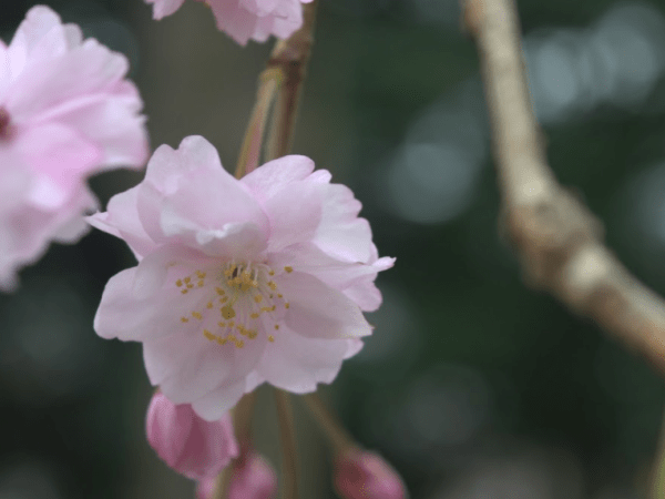 Japan 2017: Day 2 –&nbsp;Tokyo