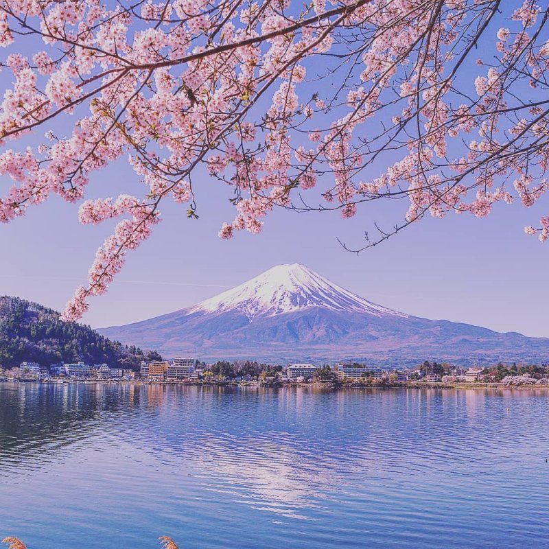 The best places to see Mount Fuji with cherry&nbsp;blossom