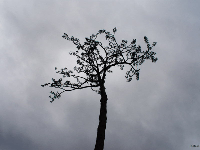 Japan 2019 Day 5: Geibikei Gorge &&nbsp;Rikuzentakata