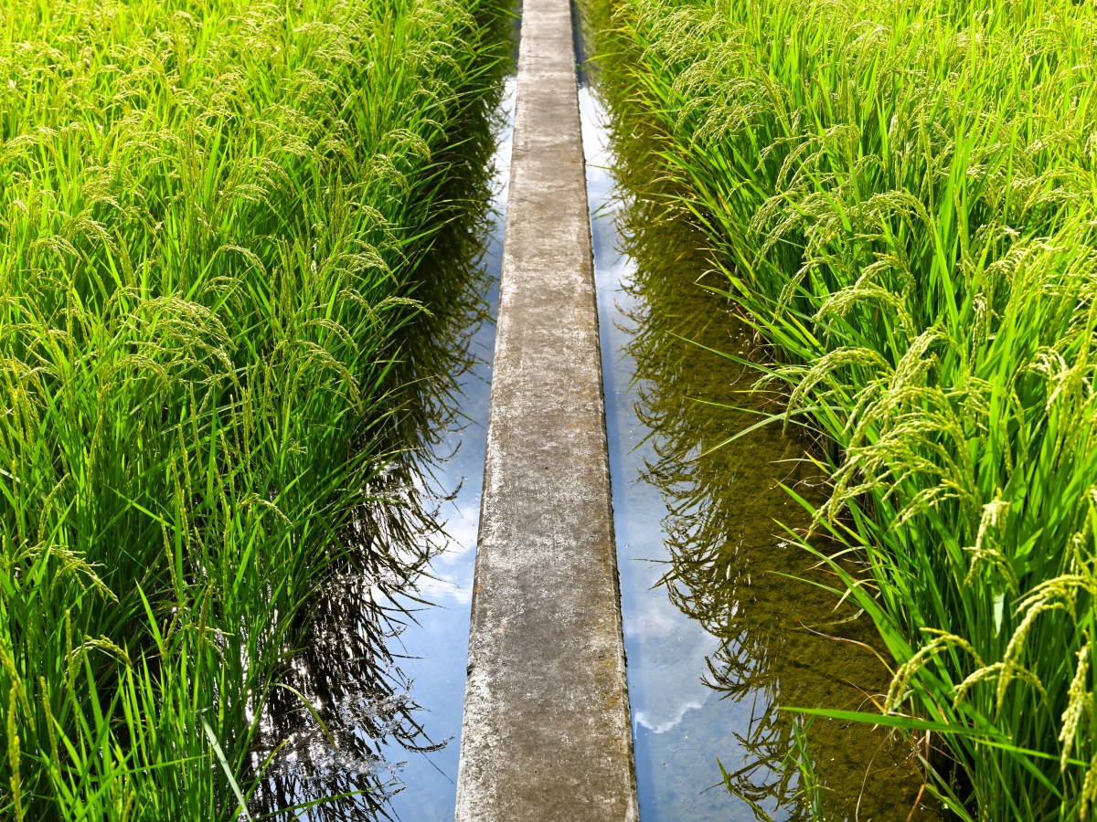Japan 2023 Summer Day 8: Kawaguchiko in summer, shy Mount&nbsp;Fuji